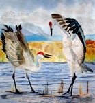 The Dance Sandhill Cranes
